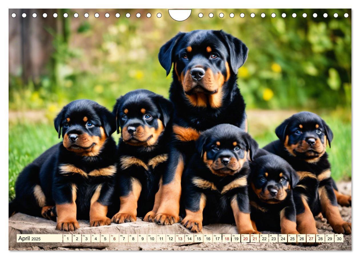 Bild: 9783457128633 | Rottweiler - die Beschützer (Wandkalender 2025 DIN A4 quer),...