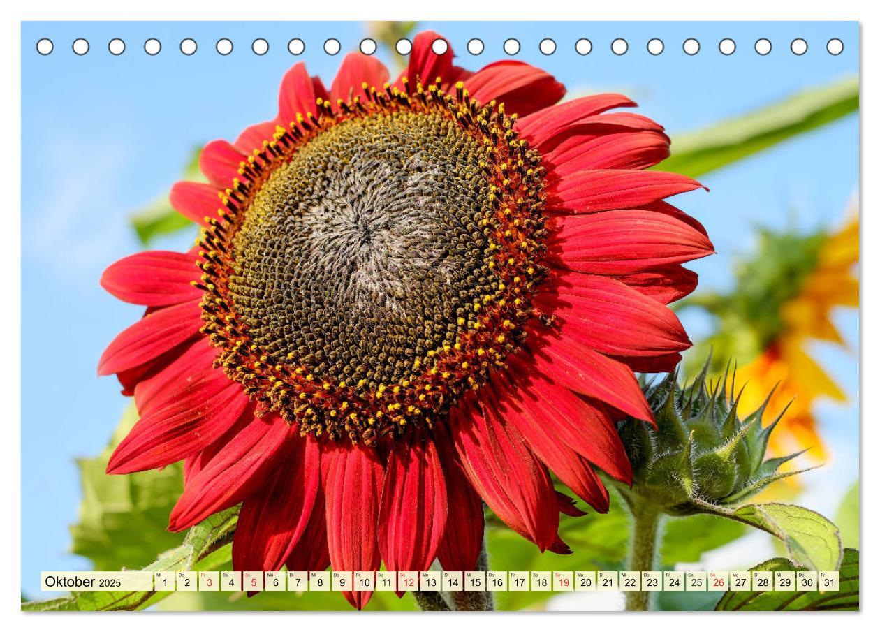 Bild: 9783435191826 | Sonnenblumen. Das Strahlen des Sommers (Tischkalender 2025 DIN A5...