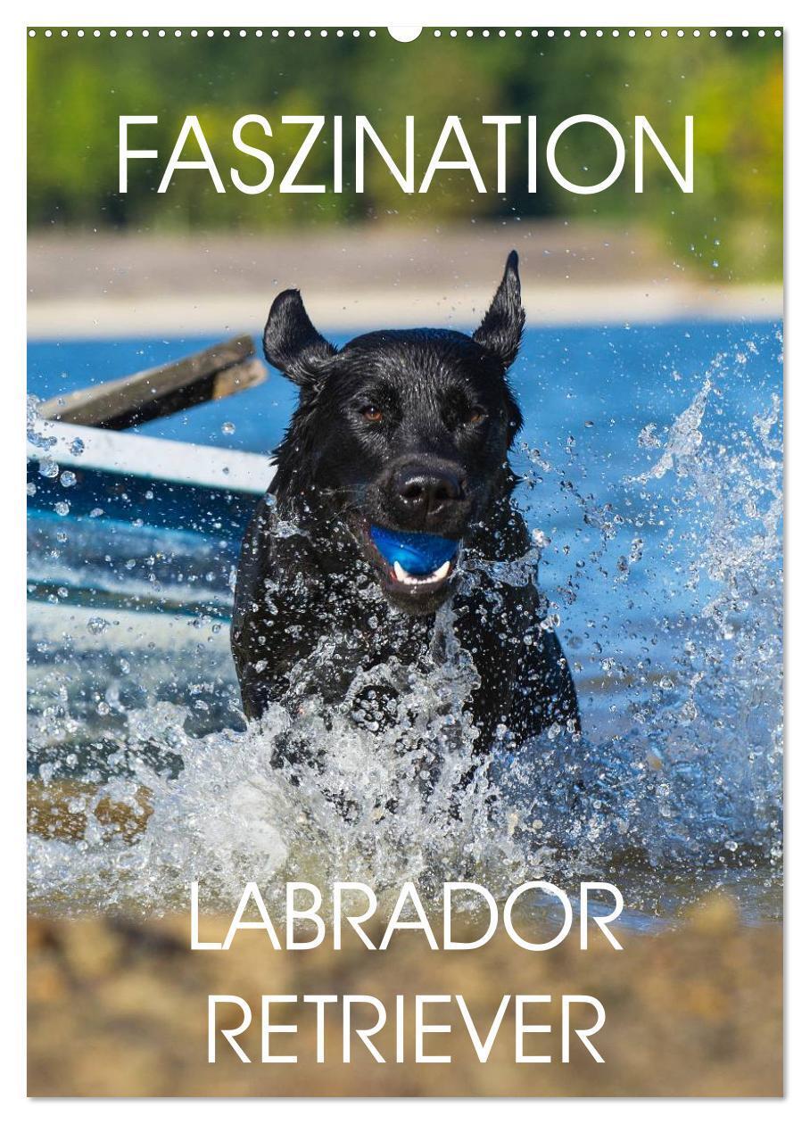 Cover: 9783383427961 | Faszination Labrador Retriever (Wandkalender 2024 DIN A2 hoch),...