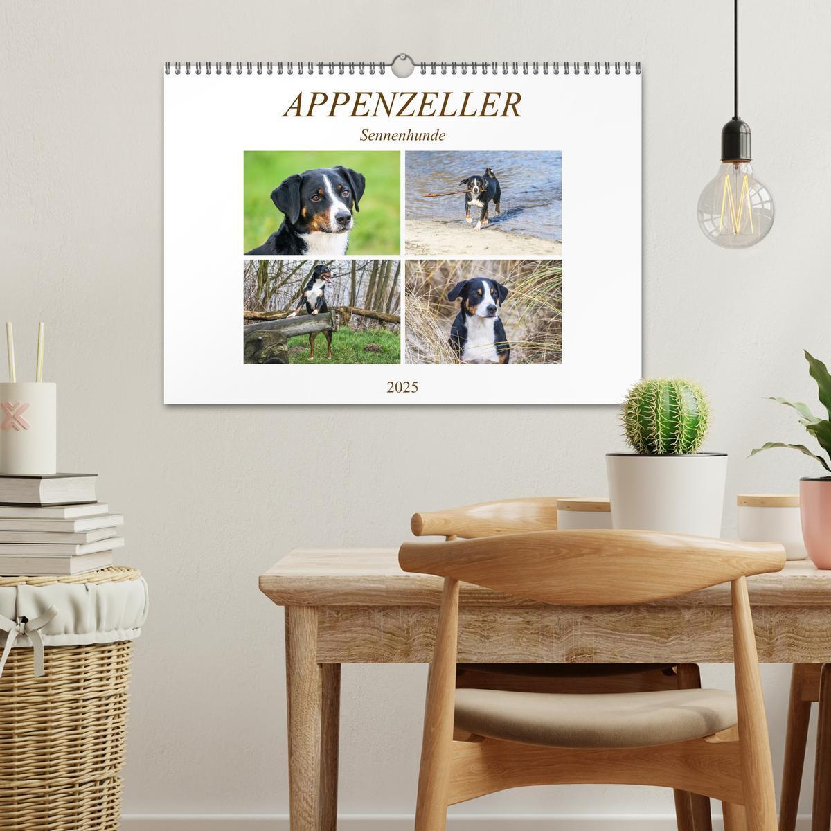 Bild: 9783435332441 | Appenzeller Sennenhunde (Wandkalender 2025 DIN A3 quer), CALVENDO...