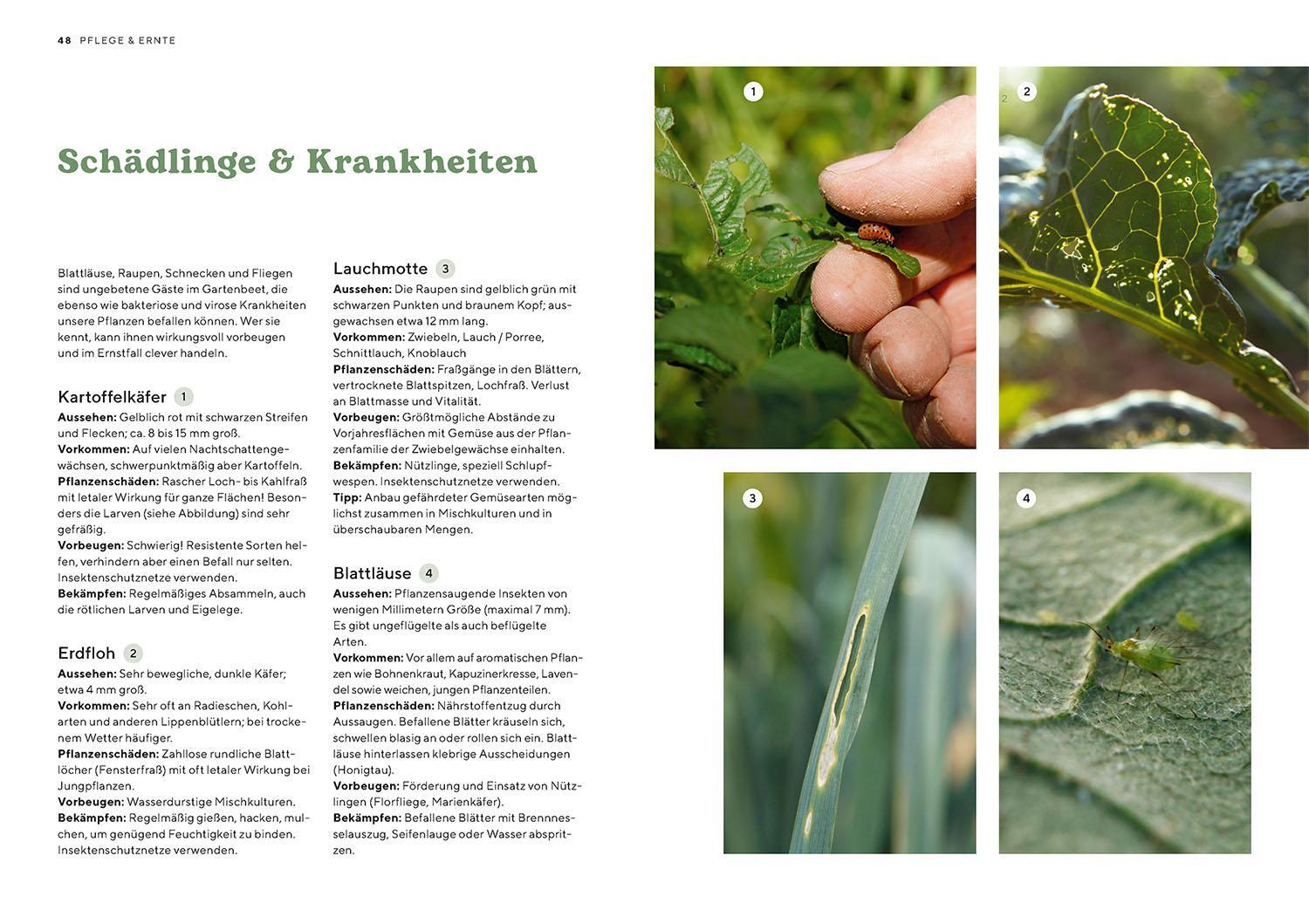 Bild: 9783440176504 | Biogärtnern | Ernte dein eigenes Gemüse | Peter Berg | Taschenbuch
