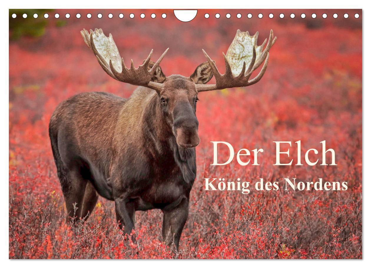 Cover: 9783675558236 | Der Elch - König des Nordens (Wandkalender 2024 DIN A4 quer),...