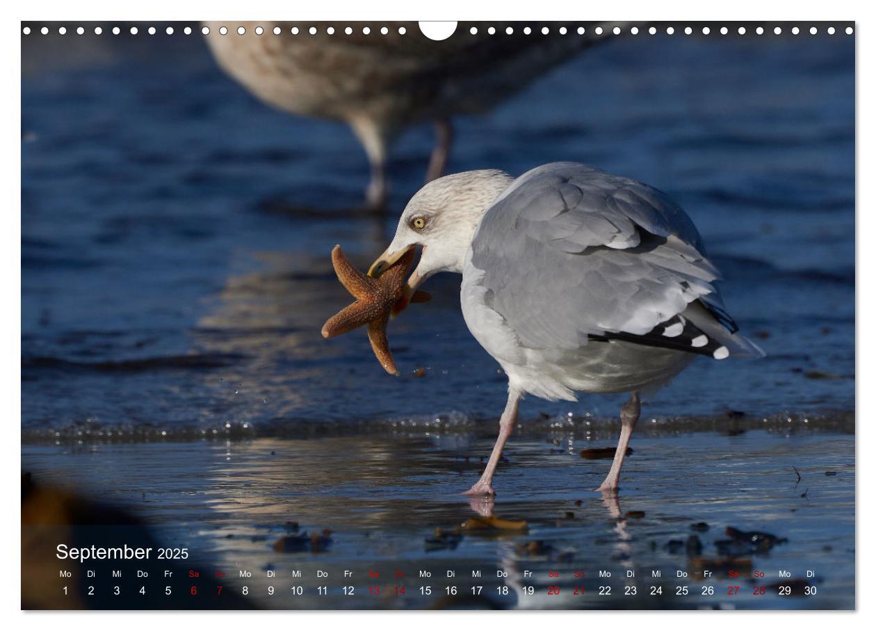 Bild: 9783435020676 | Vögel an Deutschlands Küsten (Wandkalender 2025 DIN A3 quer),...