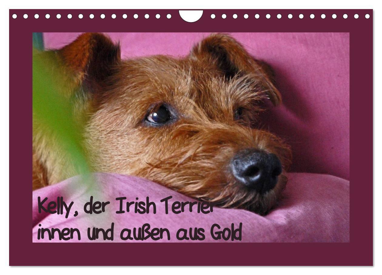 Cover: 9783383060397 | Kelly, der Irish Terrier - innen und außen aus Gold (Wandkalender...
