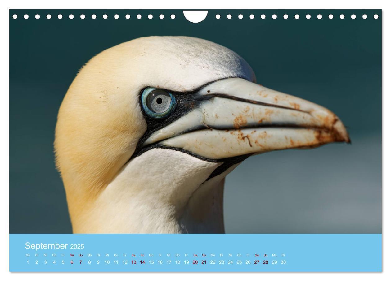 Bild: 9783457207666 | Basstölpel auf Helgoland - von Ostfriesenfotografie (Wandkalender...