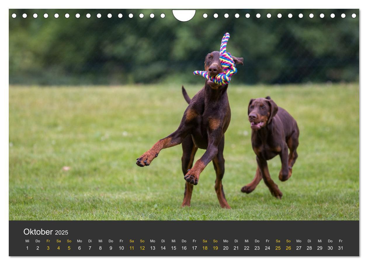 Bild: 9783435639366 | Dobermann 2025 (Wandkalender 2025 DIN A4 quer), CALVENDO...