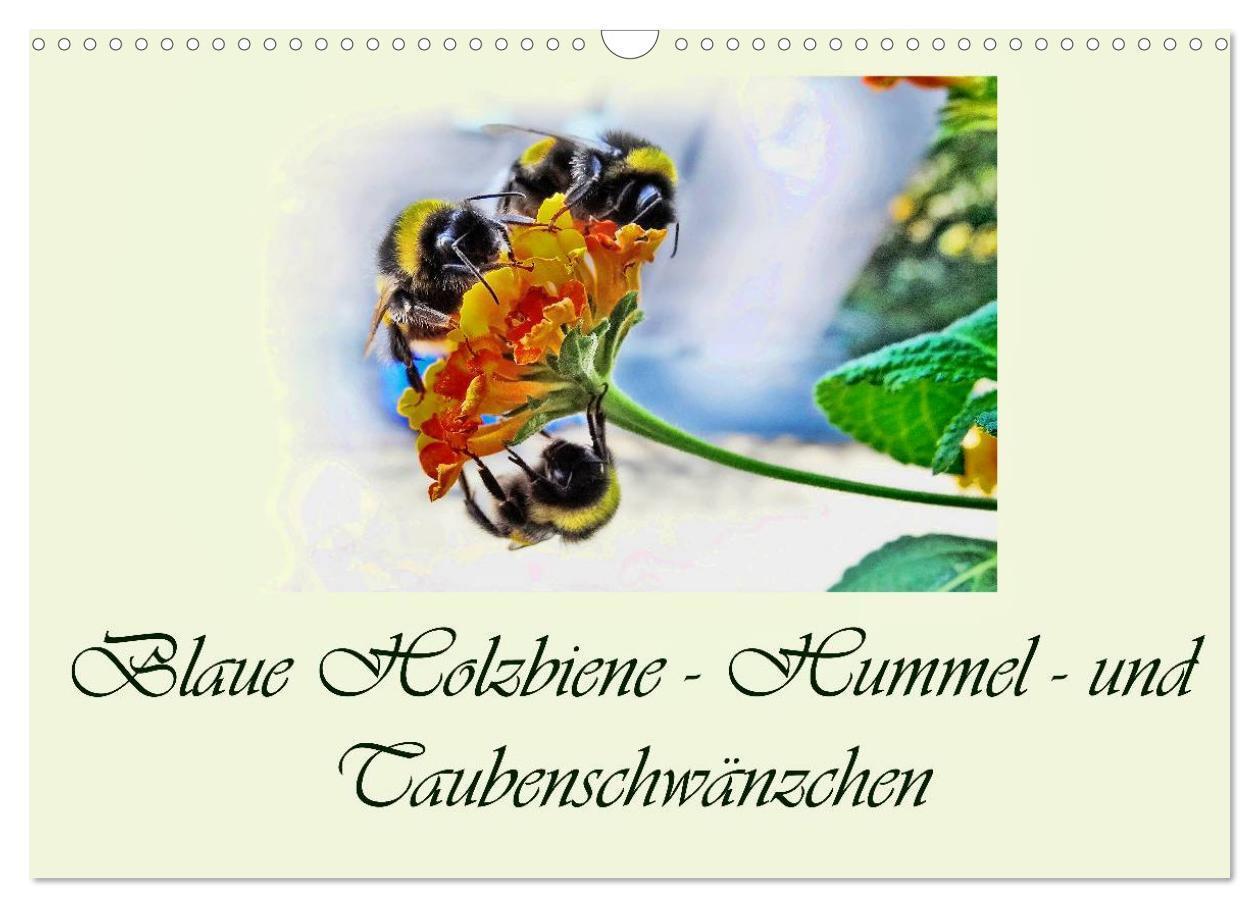 Cover: 9783435521821 | Blaue Holzbiene ¿ Hummel ¿ und Taubenschwänzchen. (Wandkalender...