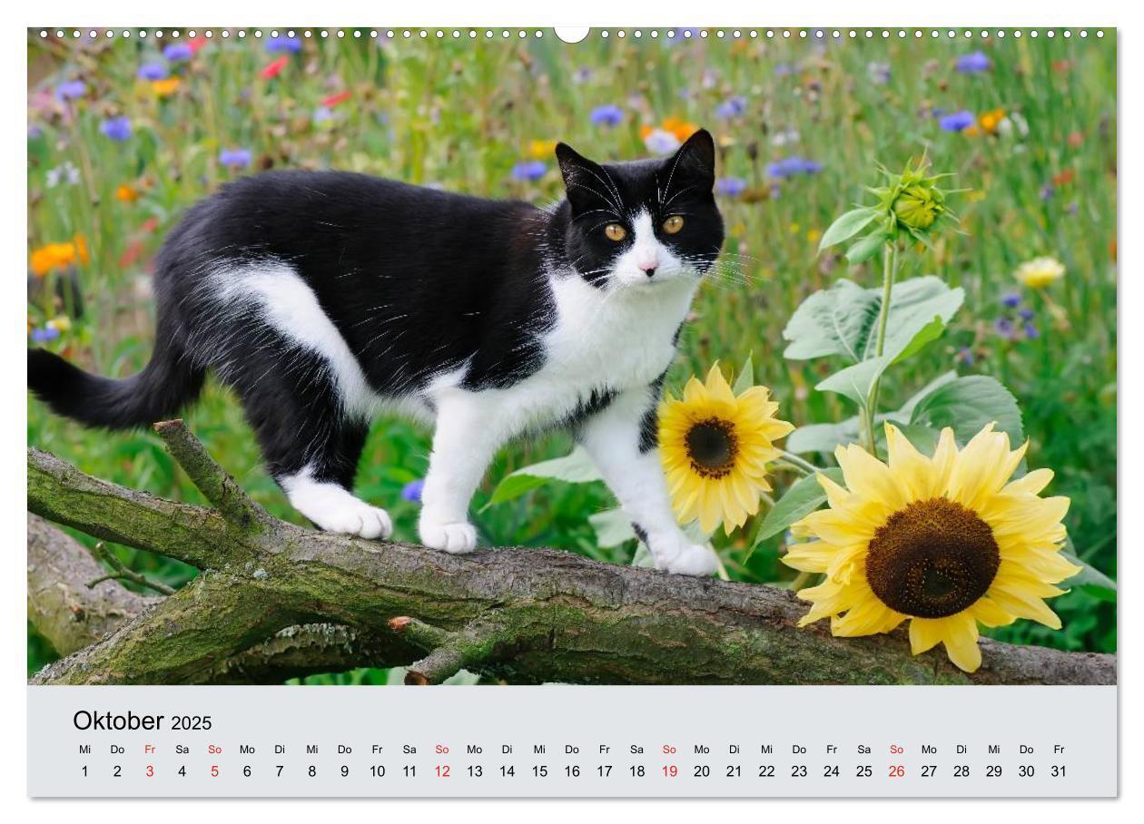 Bild: 9783435811809 | Katzen im Garten (Wandkalender 2025 DIN A2 quer), CALVENDO...