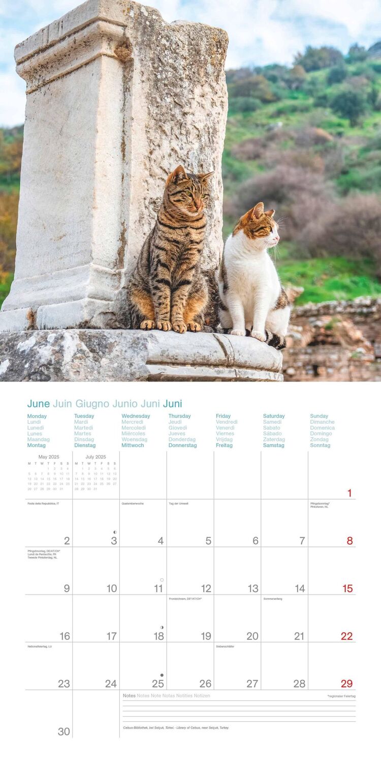 Bild: 4002725987945 | Cats Around the World 2025 - Wand-Kalender - Broschüren-Kalender -...