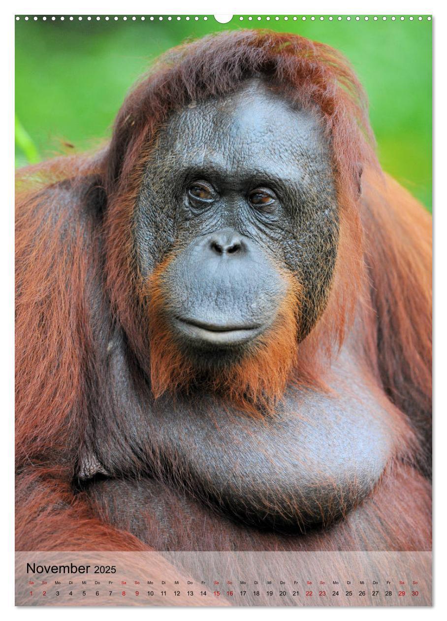 Bild: 9783435964901 | Orang Utans aus Borneo (Wandkalender 2025 DIN A2 hoch), CALVENDO...