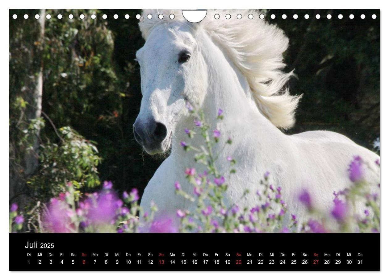 Bild: 9783435567126 | Caballos Spanische Pferde 2025 (Wandkalender 2025 DIN A4 quer),...