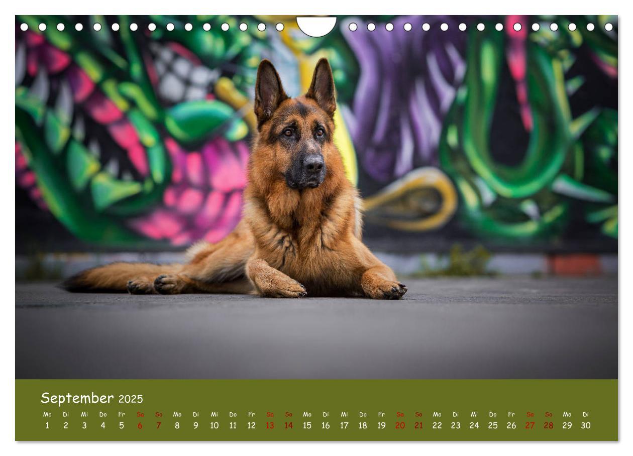 Bild: 9783435351459 | Schäferhunde und Ihre Vielfalt (Wandkalender 2025 DIN A4 quer),...