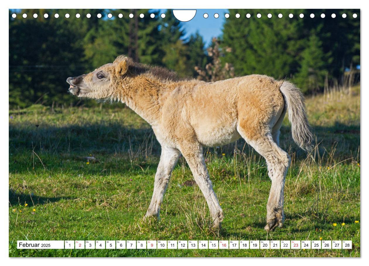 Bild: 9783435573479 | Konik - Frei geboren (Wandkalender 2025 DIN A4 quer), CALVENDO...