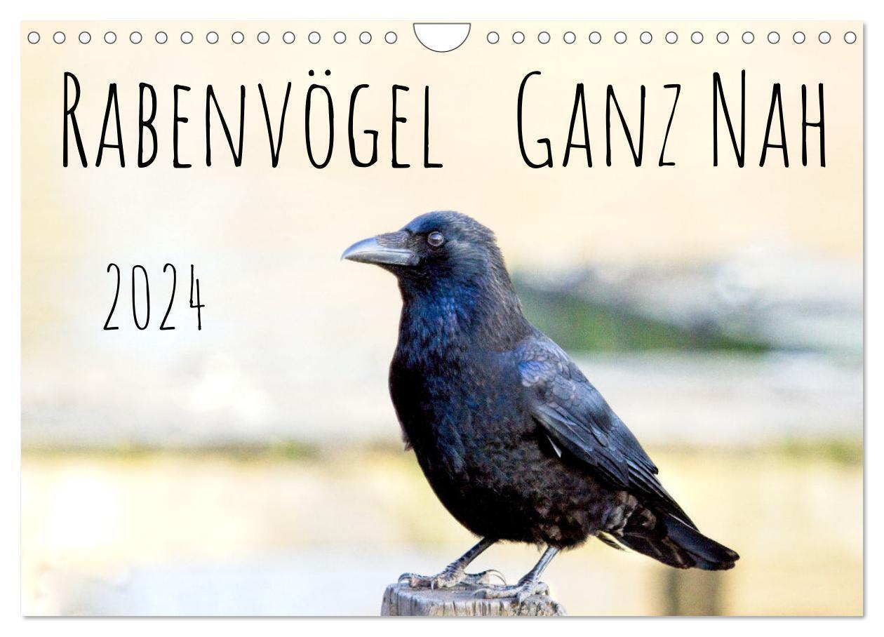 Cover: 9783675907553 | Rabenvögel - ganz nah (Wandkalender 2024 DIN A4 quer), CALVENDO...