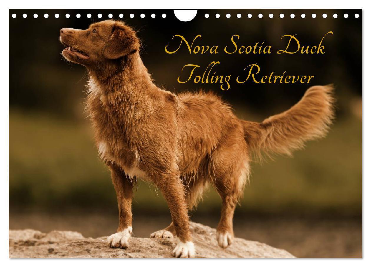 Cover: 9783675898264 | Nova Scotia Duck Tolling Retriever (Wandkalender 2024 DIN A4 quer),...