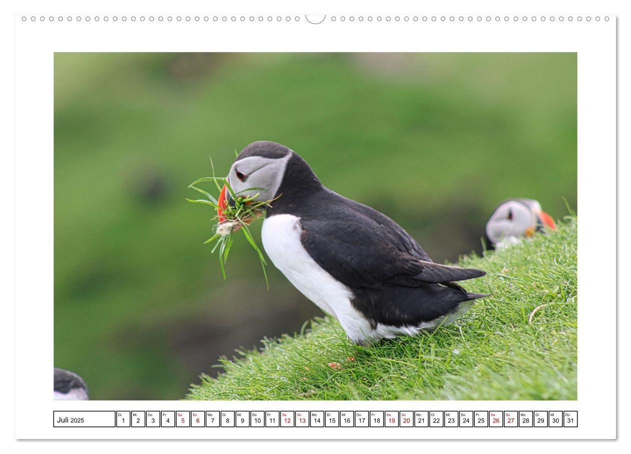 Bild: 9783435001002 | Papageientaucher 2025 - Magische Vögel des Nordmeers (hochwertiger...