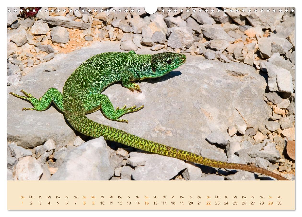 Bild: 9783435099108 | Eidechsen Europas (Wandkalender 2025 DIN A3 quer), CALVENDO...