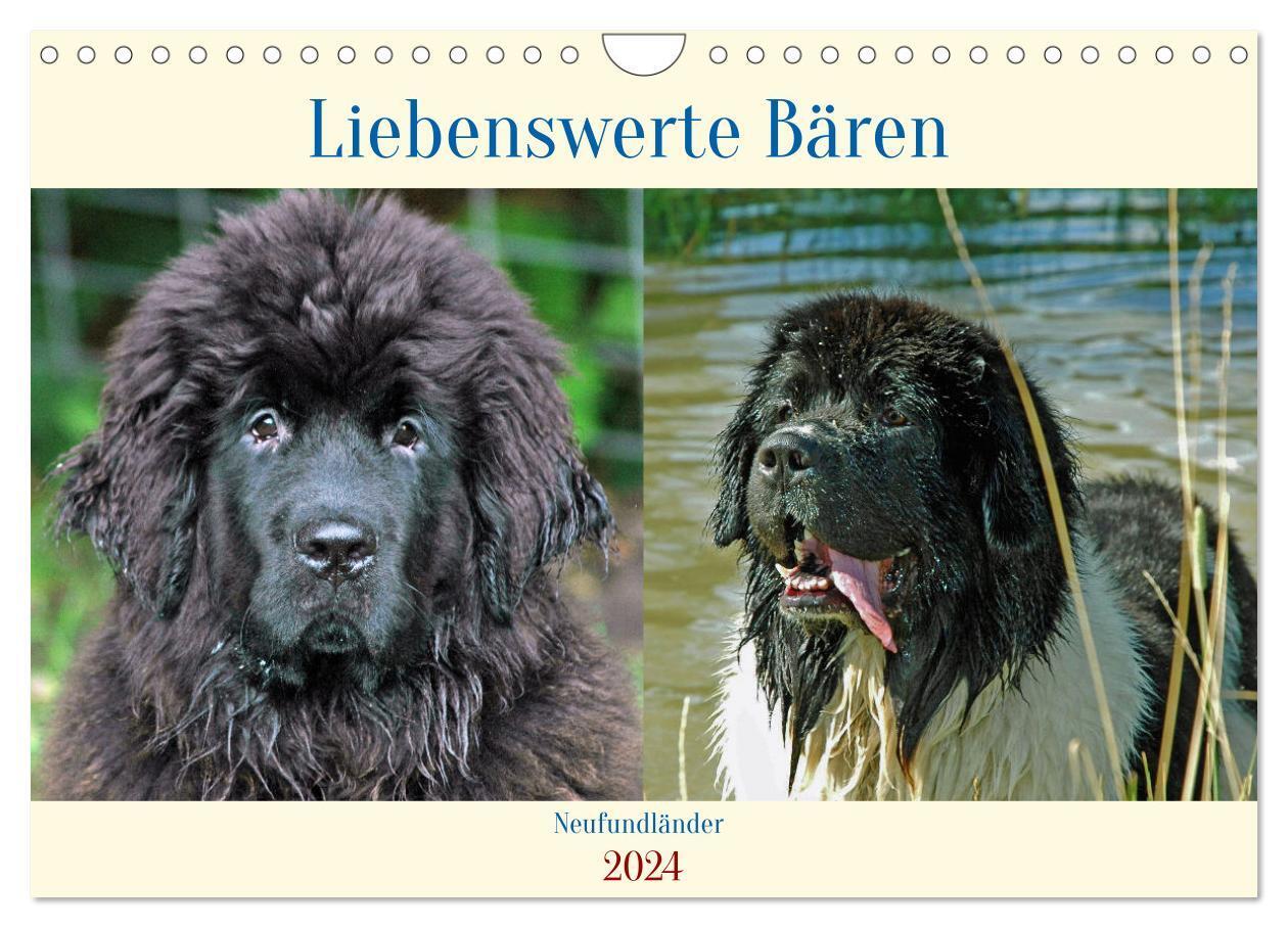 Cover: 9783675447561 | Neufundländer - Liebenswerte Bären (Wandkalender 2024 DIN A4 quer),...
