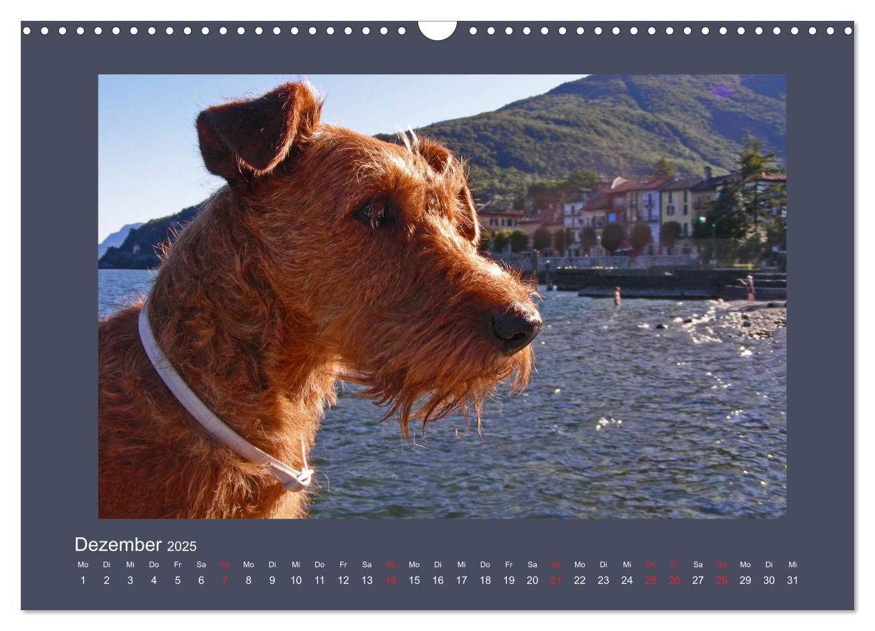 Bild: 9783435286614 | Kelly, der Irish Terrier - innen und außen aus Gold (Wandkalender...