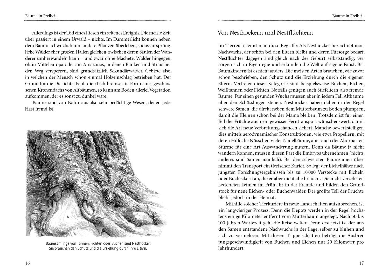 Bild: 9783895663659 | Bäume verstehen | Peter Wohlleben | Buch | 192 S. | Deutsch | 2016