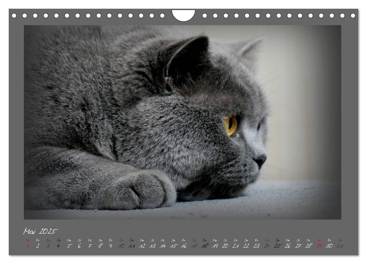 Bild: 9783435401673 | GRAUE ENGEL Britischkurzhaar-Katzen (Wandkalender 2025 DIN A4...