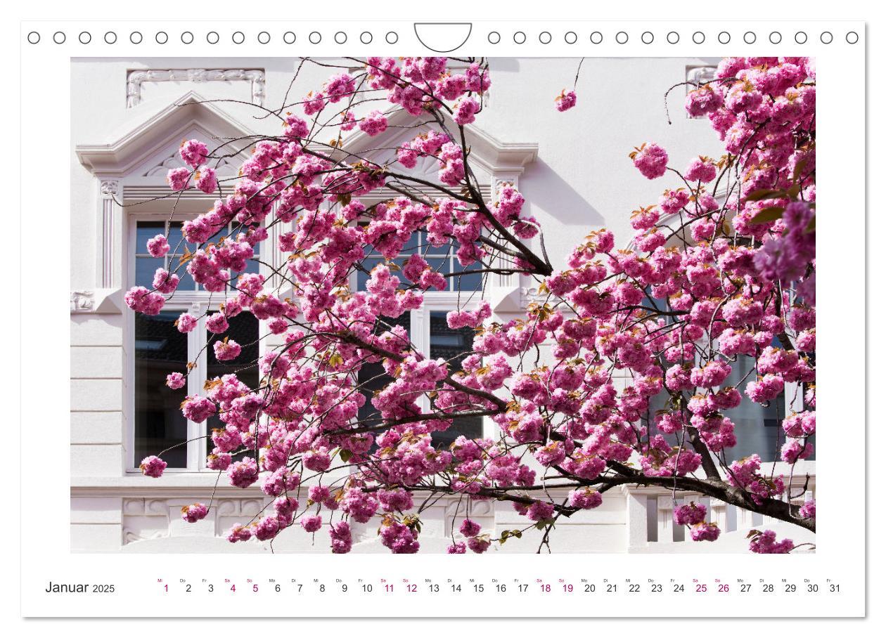 Bild: 9783457128084 | Japanische Kirschblüte in Bonn (Wandkalender 2025 DIN A4 quer),...