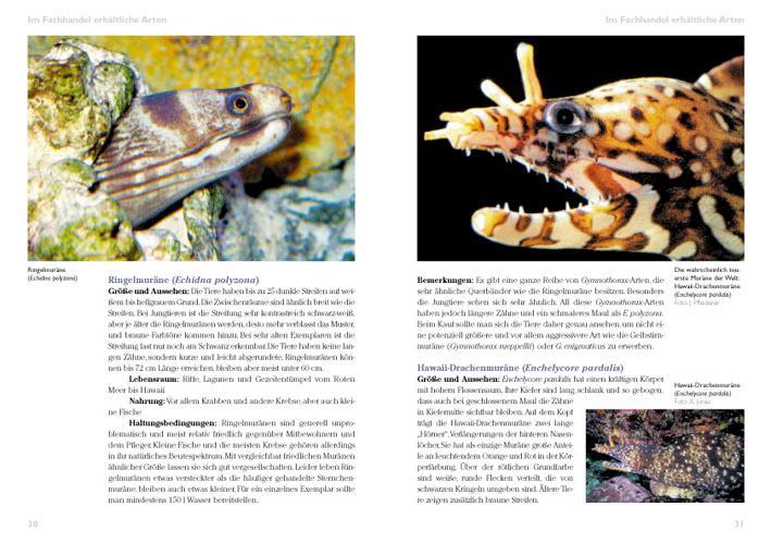 Bild: 9783866590816 | Muränen im Meerwasseraquarium | Marco Lichtenberger | Taschenbuch