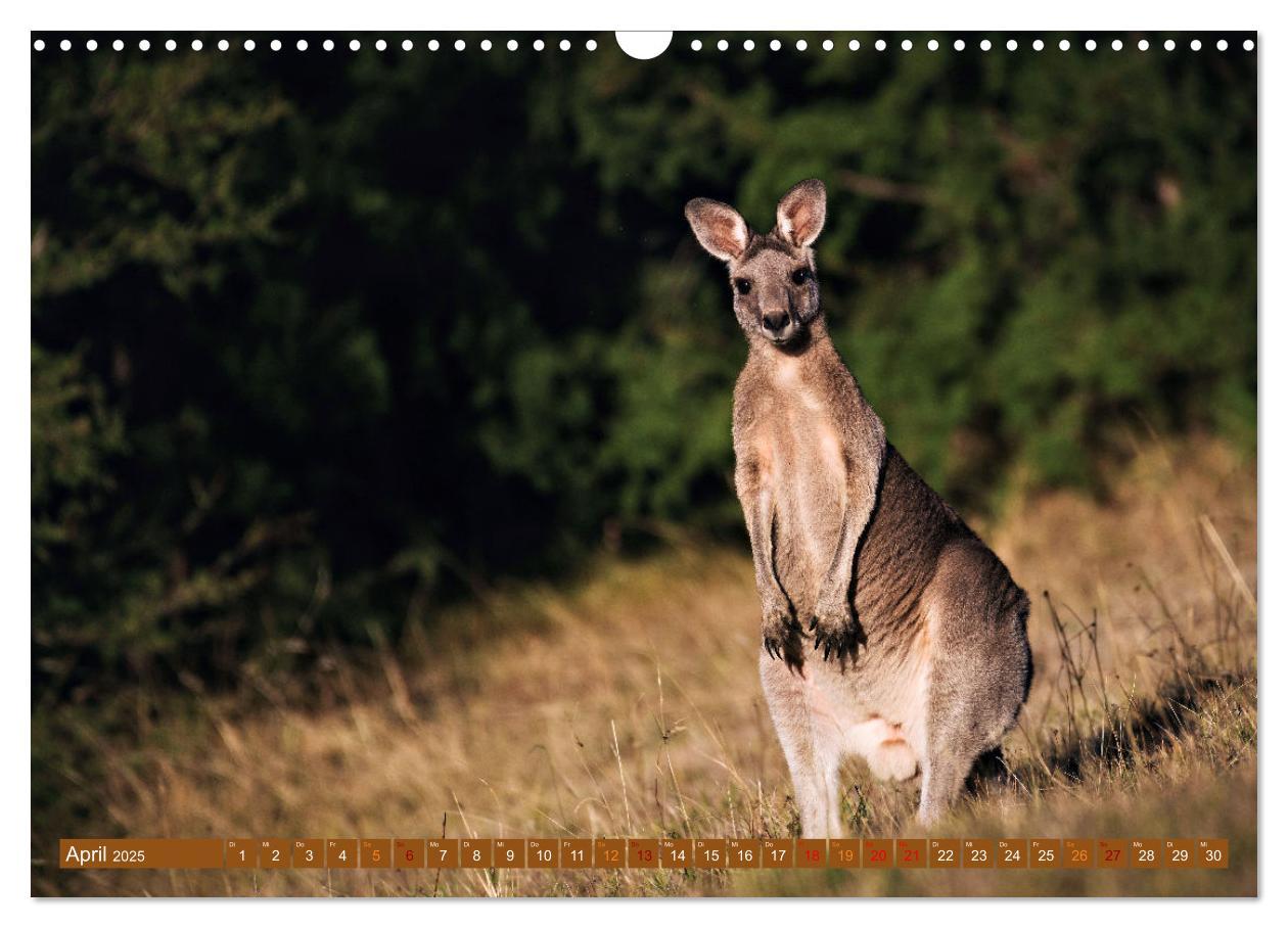 Bild: 9783383864384 | Big Five Australiens Buckelwal, Walhai, Orca, Quokka,Känguru...