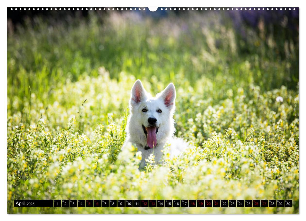 Bild: 9783435415045 | Weiße Schäferhunde in schönen Landschaften (Wandkalender 2025 DIN...