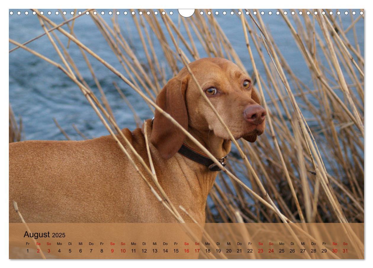 Bild: 9783435307432 | Magyar Vizsla - Ungarischer Vorstehhund (Wandkalender 2025 DIN A3...