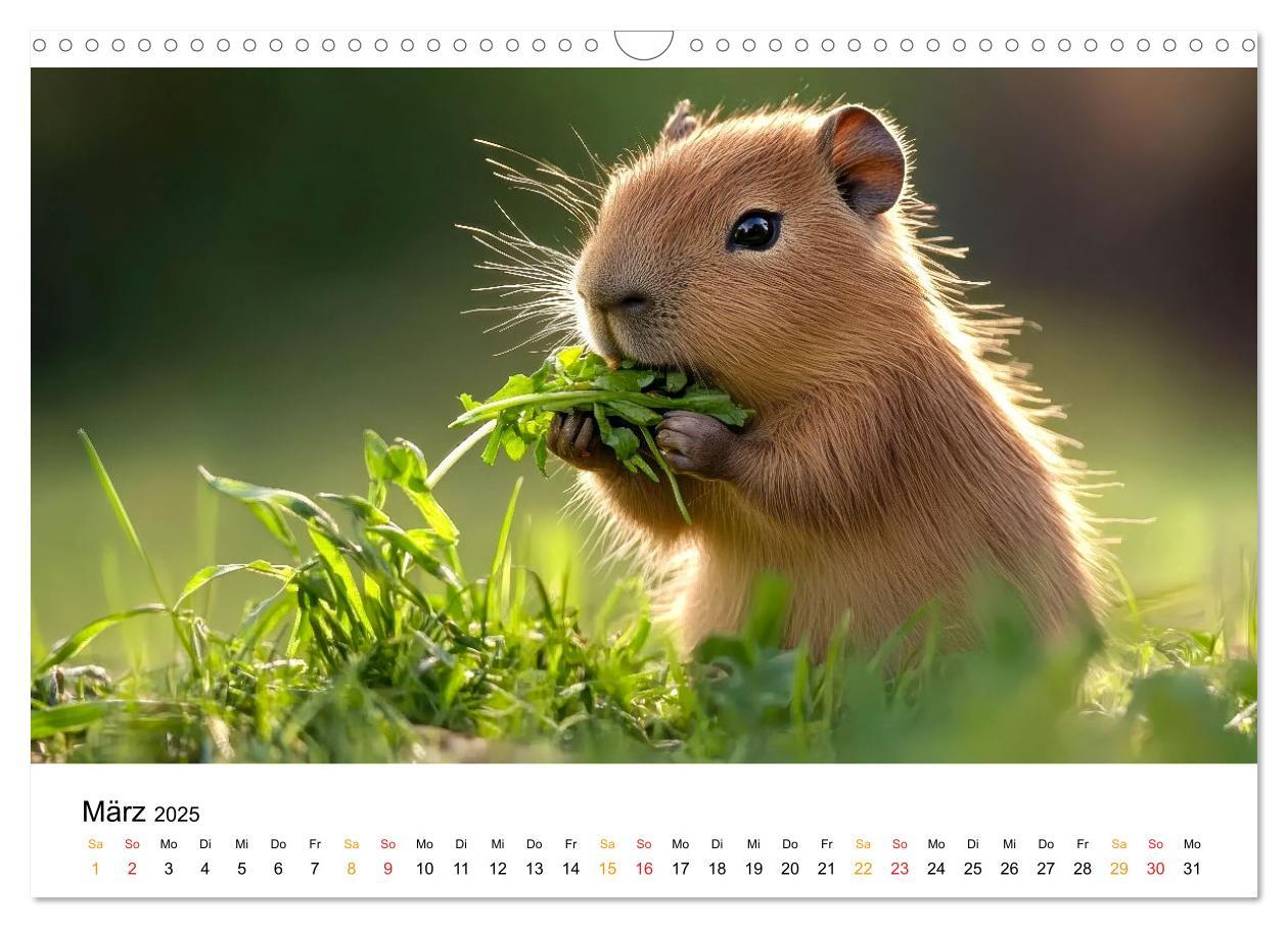 Bild: 9783457244593 | Capybara - liebenswertes großes Wasserschwein (Wandkalender 2025...