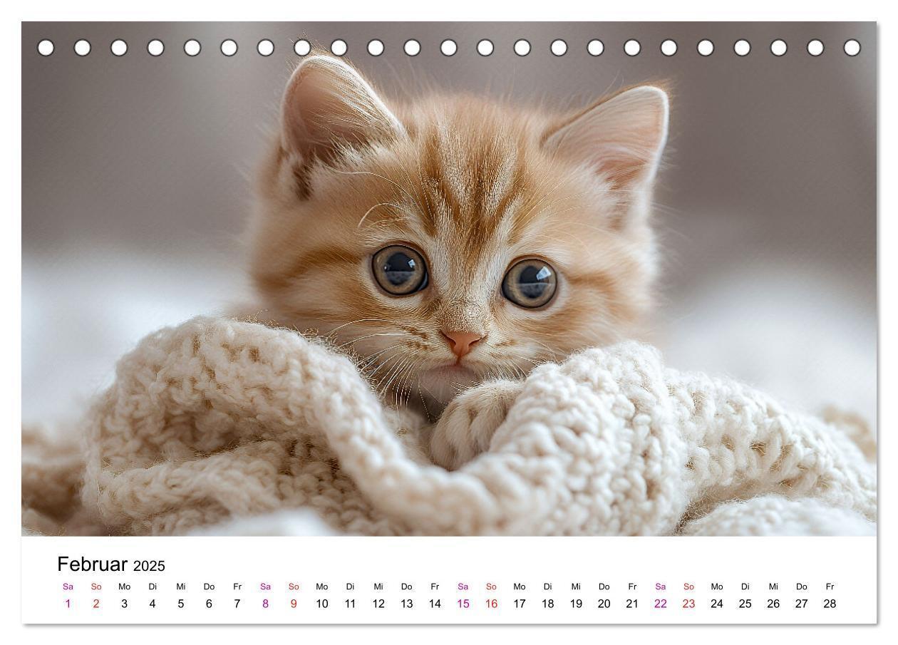 Bild: 9783457218334 | Katzenzauber - Samtpfoten im Jahreslauf (Tischkalender 2025 DIN A5...