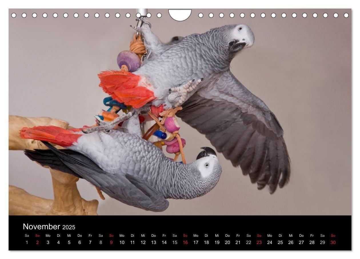 Bild: 9783435626694 | Graupapageien zum Verlieben (Wandkalender 2025 DIN A4 quer),...