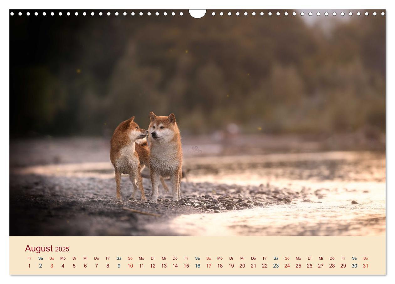 Bild: 9783457234143 | Shiba Inu - mutig, treu, selbstbewusst (Wandkalender 2025 DIN A3...