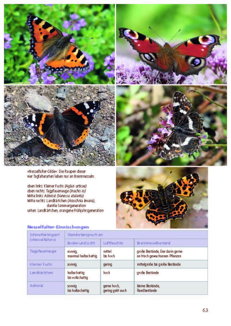 Bild: 9783895664083 | Besonders: Schmetterlinge | Michael Altmoos | Buch | 208 S. | Deutsch