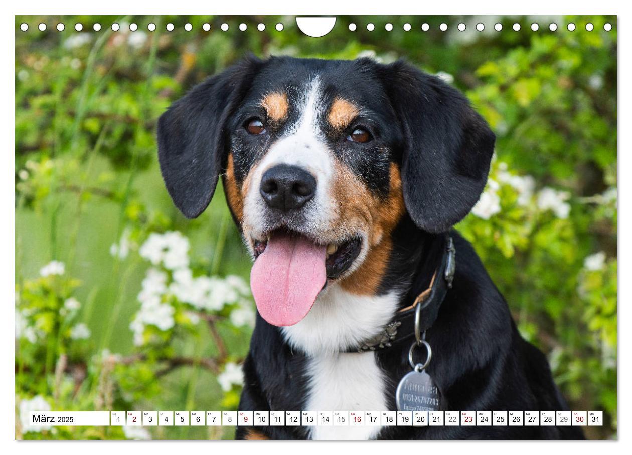 Bild: 9783435313518 | Mein bester Freund - Entlebucher Sennenhund (Wandkalender 2025 DIN...