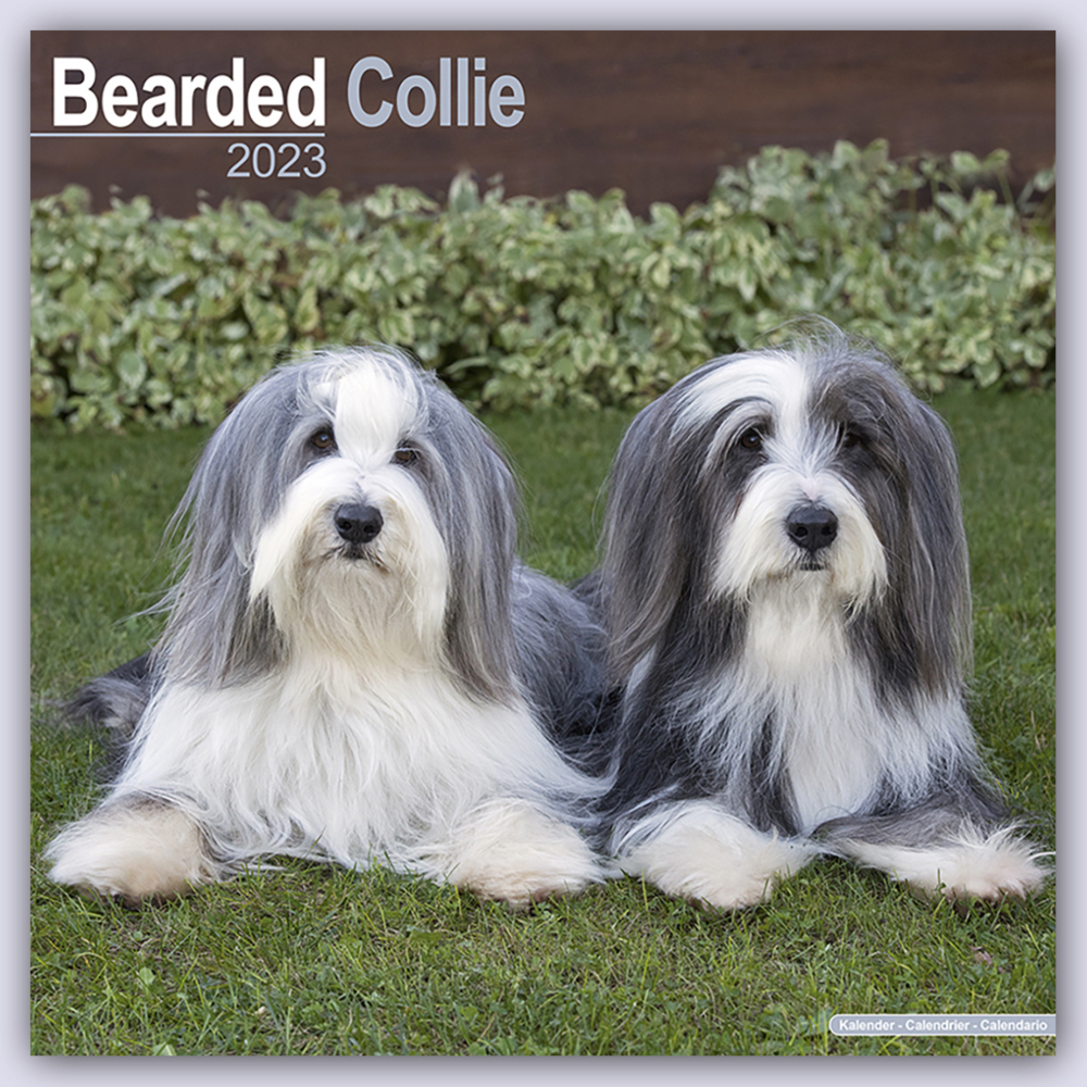 Cover: 9781804600115 | Bearded Collie 2024 - 16-Monatskalender | Avonside Publishing Ltd.