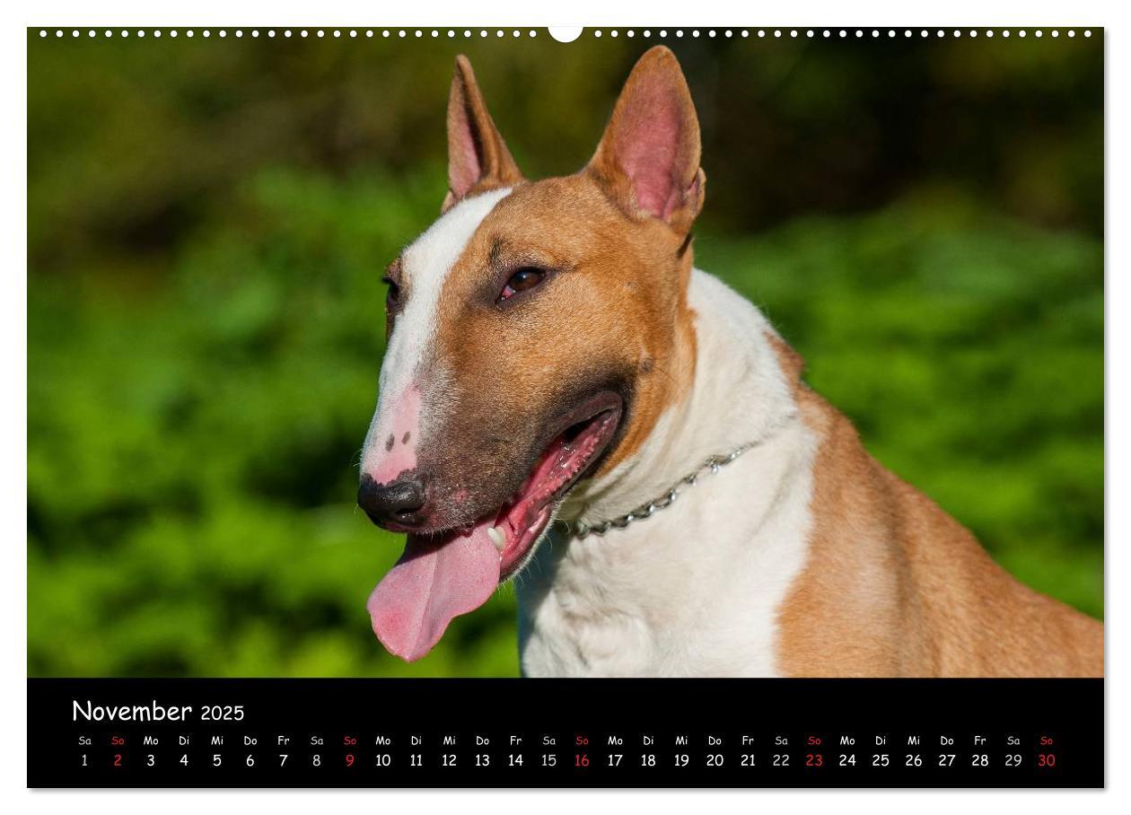 Bild: 9783435768127 | Bullterrier (Wandkalender 2025 DIN A2 quer), CALVENDO Monatskalender