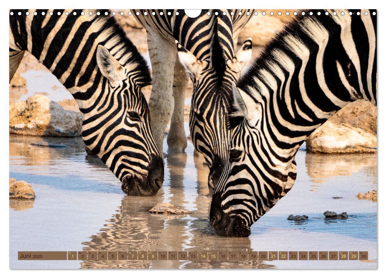 Bild: 9783383861574 | Wildlife Namibia - Etosha und Kalahari (Wandkalender 2025 DIN A3...