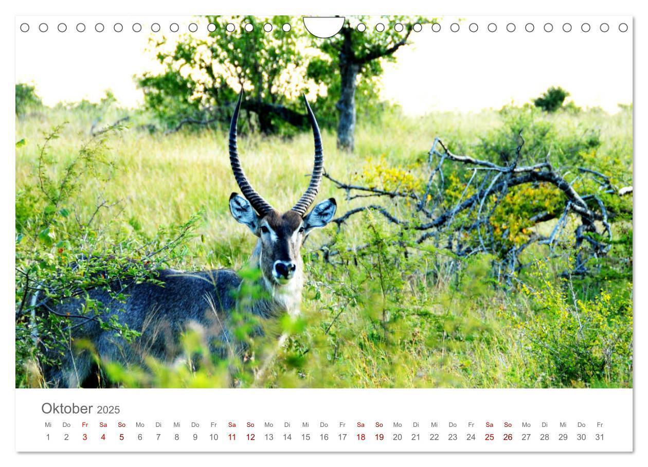 Bild: 9783435233694 | Safari / Afrika (Wandkalender 2025 DIN A4 quer), CALVENDO...