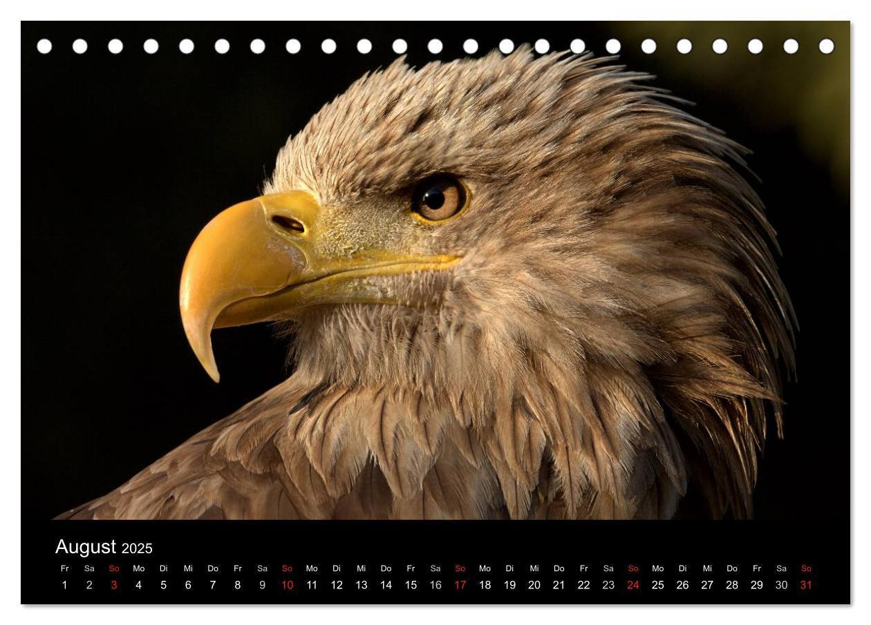 Bild: 9783435808700 | Greifvögel (Tischkalender 2025 DIN A5 quer), CALVENDO Monatskalender