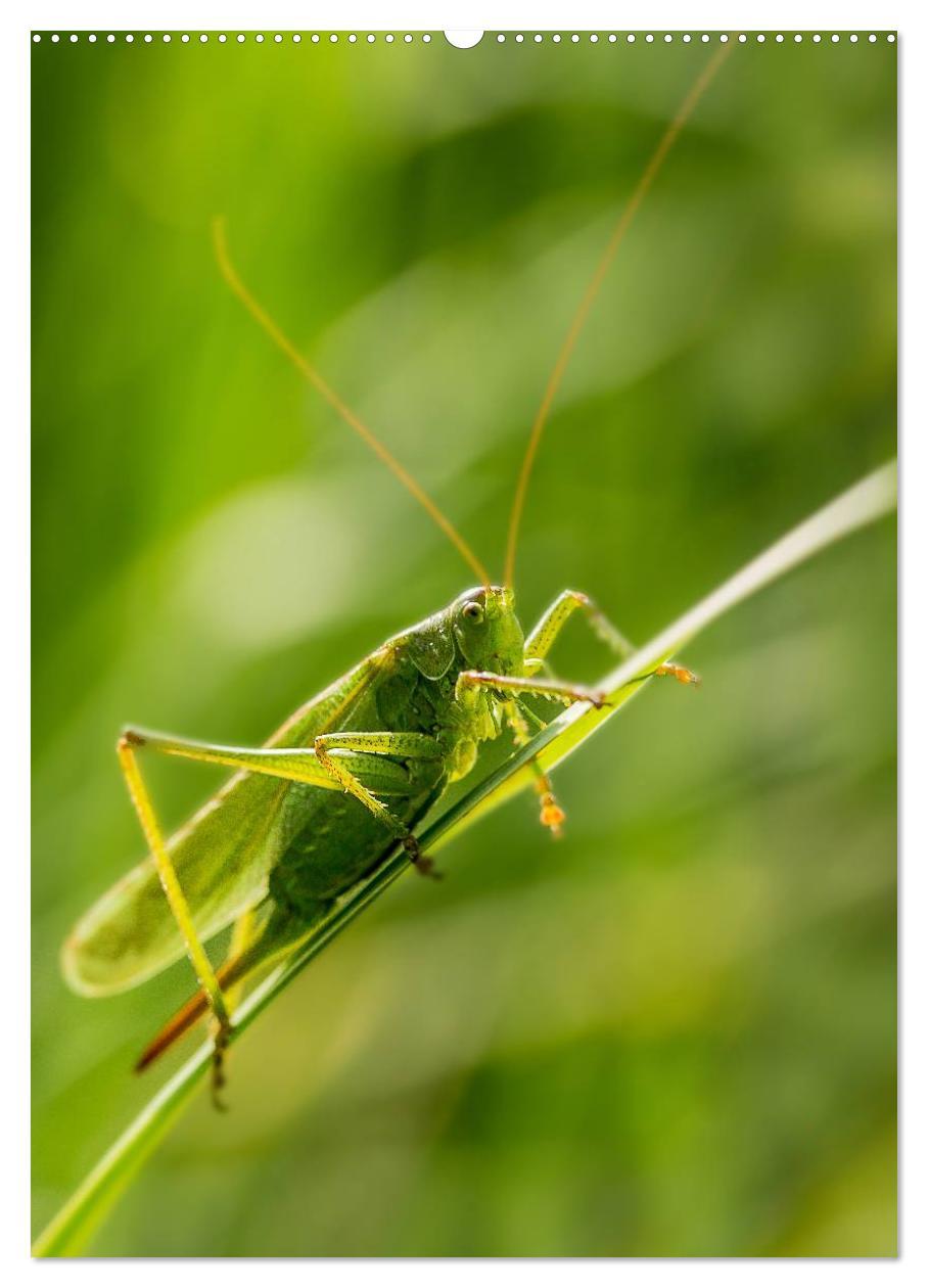 Bild: 9783457060049 | Ein Spaziergang über eine Sommerwiese (Wandkalender 2025 DIN A2...