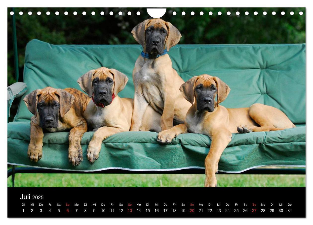 Bild: 9783435762293 | Deutsche Dogge 2025 (Wandkalender 2025 DIN A4 quer), CALVENDO...