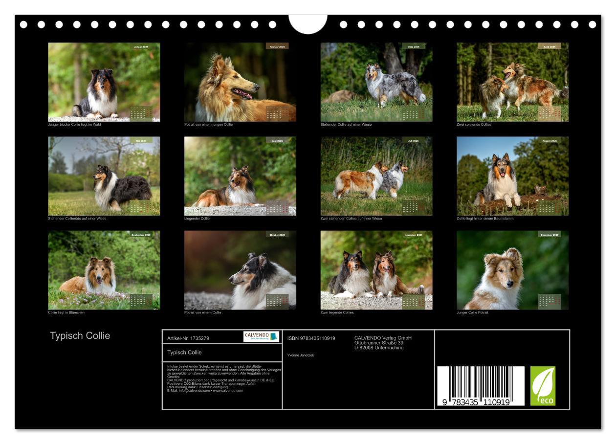 Bild: 9783435110919 | Typisch Collie (Wandkalender 2025 DIN A4 quer), CALVENDO...