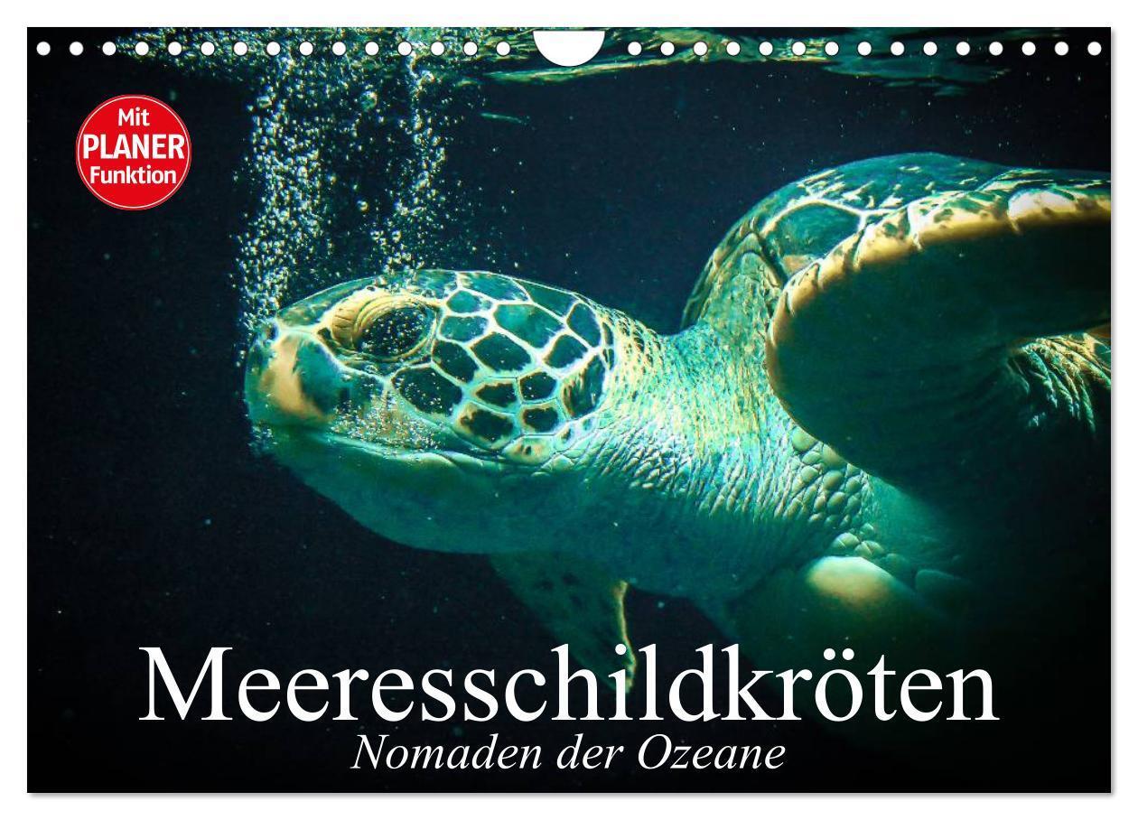 Cover: 9783675581203 | Meeresschildkröten. Nomaden der Ozeane (Wandkalender 2024 DIN A4...