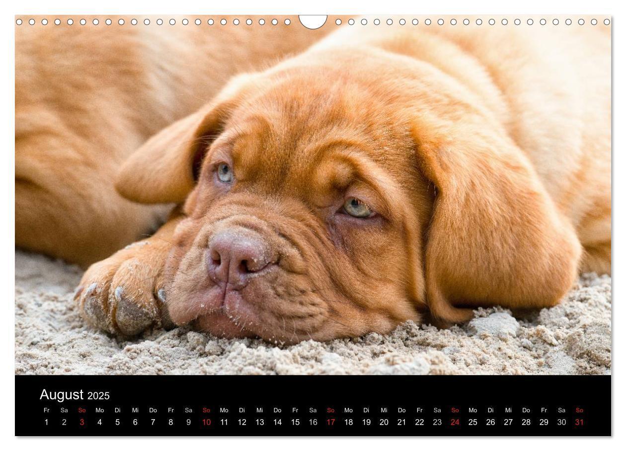 Bild: 9783435519101 | Bordeauxdoggen Welpen (Wandkalender 2025 DIN A3 quer), CALVENDO...