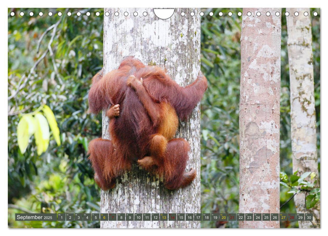 Bild: 9783435361915 | Waldmenschen - Orang Utans auf Borneo (Wandkalender 2025 DIN A4...