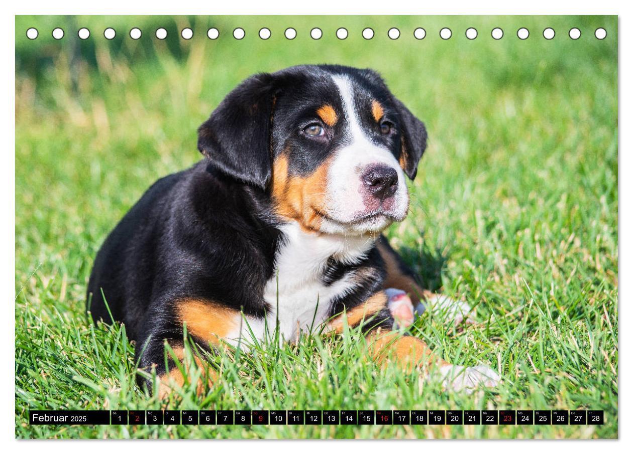 Bild: 9783435208074 | Ein Hund zum Verlieben - Großer Schweizer Sennenhund (Tischkalender...