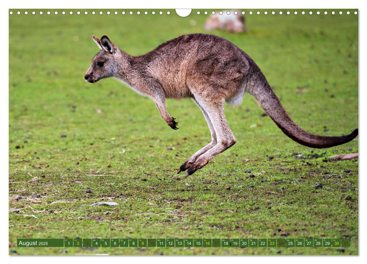 Bild: 9783383864384 | Big Five Australiens Buckelwal, Walhai, Orca, Quokka,Känguru...