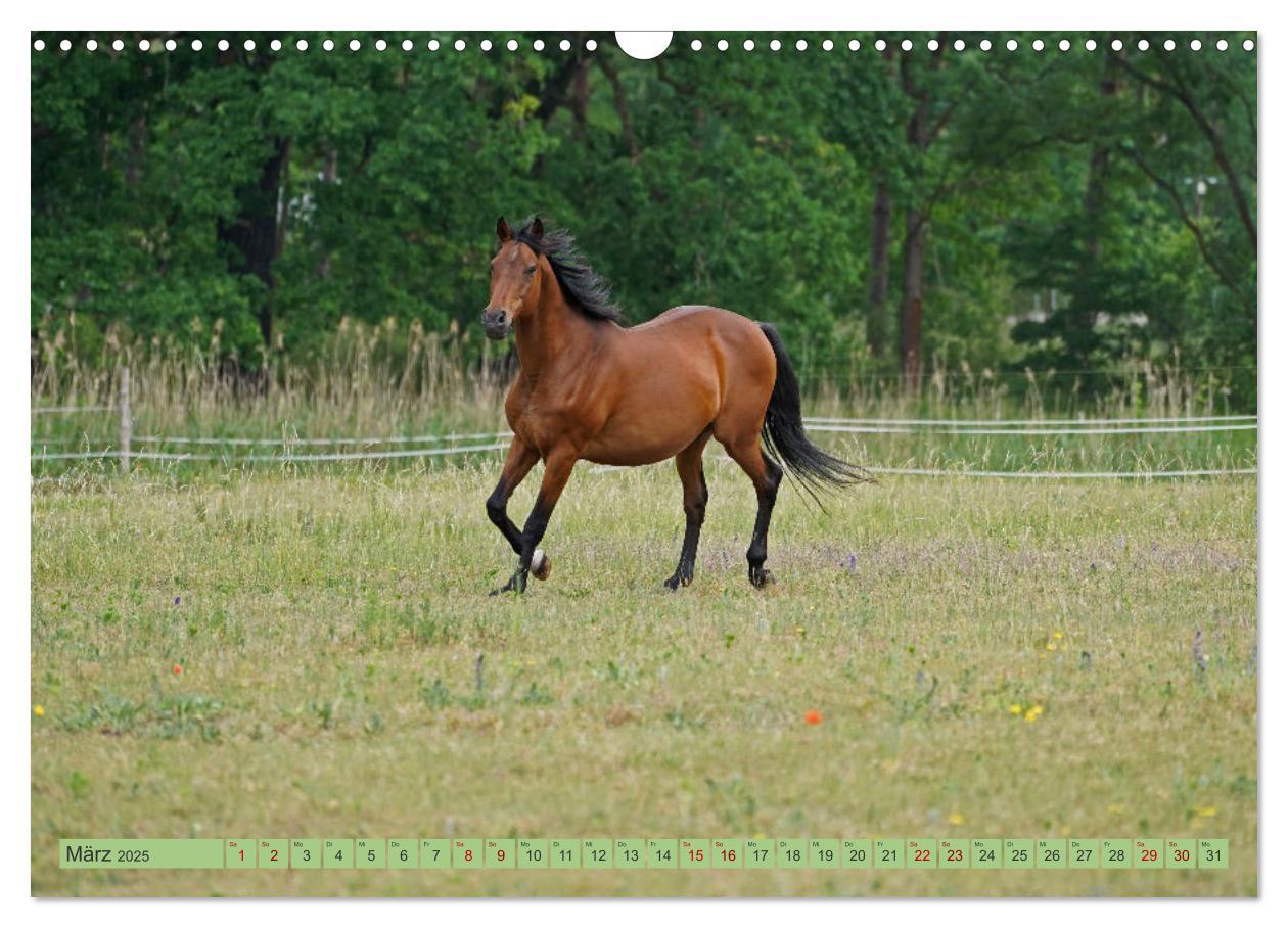 Bild: 9783383945854 | Faszination Trakehner (Wandkalender 2025 DIN A3 quer), CALVENDO...